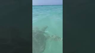 Tortugas en Riviera Maya 2021