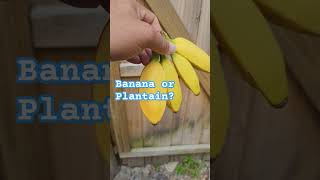 Banana or Plantain? let me know in the comments. #diy #realestate @CivilRepair #garden