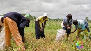 Giving cowpea farmers a choice