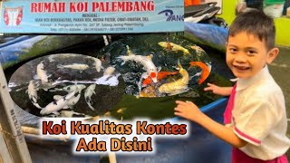 Rumah Koi Palembang || Berburu Ikan Koi Cantik