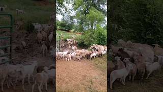 WHAT A MESS!! Moving the flock to higher ground before the floods come