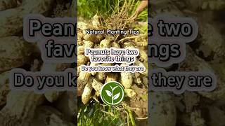 Peanut have two favorite things #plants #shortvideo #garden #youtubeshorts #howto #viralvideo