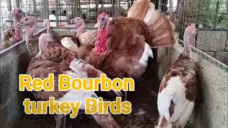 Red Bourbon Turkey 🦃 Bird available for sale 8103145060 madhyapradesh Bhopal or Chhindwara