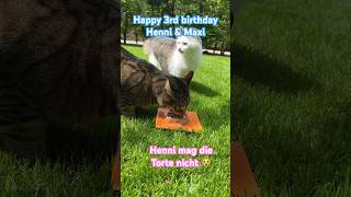 Katzengeburtstag 🙀 Henni&Maxi werden 3 🥳😹lustige Katzenvideos 😻 #cats #shorts #birthday