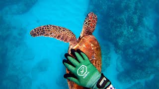 HONU (Green Sea Turtle) DEMANDS A BACK SCRATCH (OAHU, HI.)