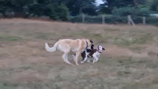 Kangal And Bully Dog Playing