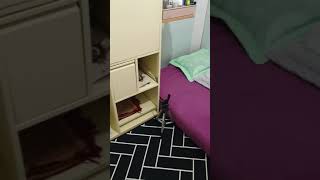 Kamar tinggal di korea #shorts