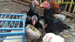 kasih makan ayam kampung bebek entogk