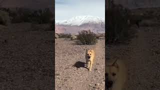 Encounter with stray dogs on a hike in Patagonia, Argentina