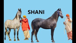 STALLION SHANI || आपने इस अवतार में स्टैलियन शनि को पहले कभी नहीं देखा होगा || शनि की रेवाल चाल