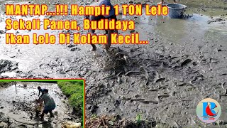 PANEN IKAN LELE || Budidaya Ikan Lele Di Kolam Kecil #lele #ternakikanlele