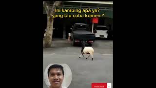 Kambing Kok Nurut Banget ya #shorts #Dwisetiady28 #viral #trending