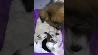 Our Dog Taking Care of Our #babybunnies #animalfriendship #shorts