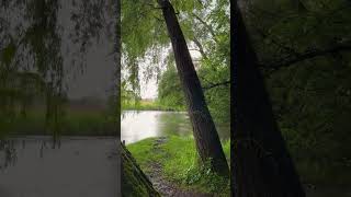 A Moment of Rain ☔#viralvideo #rain #nature #trending