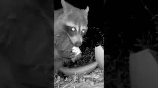 A sweet surprise for a raccoon #delicious #short #shorts #trailcam #wildlife #raccoon #treat