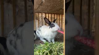 #cuterabbit #muzammilvlogs #trending #rabbits #Shorts