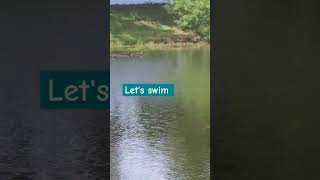 Ducks Swimming Time #ducks #swimming #water #viralshort #trendingshorts #youtubeshorts #race