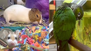 Guinea Pig, Parrot, and Birds Video with Mommy & Baby for Babies, Toddlers, Preschool Kids |