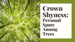 Crown Shyness: Personal Space Among Trees