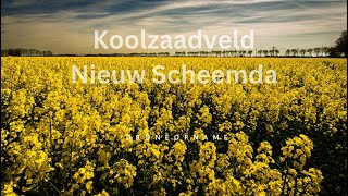 Koolzaadveld in  Nieuw Scheemda drone opname