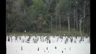 Lake Fork Texas birds