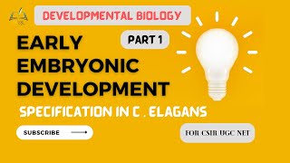 Autonomous Specification in C . elagans || #csirnet #deb_bio #usha_yadav