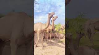 You won't believe what this camel Does!#nature #entertainment #movement #wildlife #comedy  #vlog 😱