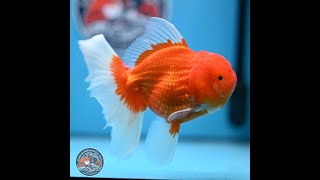 Red White Rose Tail Oranda 4-6 inches (240906_OR08)