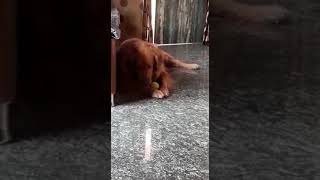 Golden retriever playing with ball 🟢