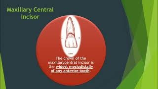 Dental Anatomy Anterior Teeth INBDE