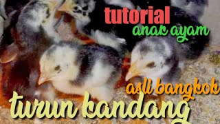 Tutorial memindahkan DOC Bangkok || anakan Bangkok turun kandang