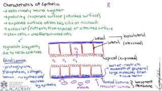 Epithelial Tissue