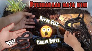 Amfibi tak berkaki ??? Bukan Belut  & Bukan Ular || ColubridWorld