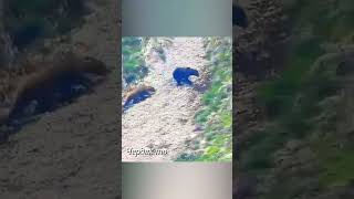 She-bear attacks a bear #animalshorts #bear