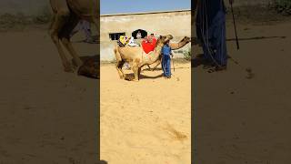 The owners are going to sit on the camels #shorts  #shortvideo  #youtubeshorts