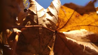 Mowing Leaves and losing my camera