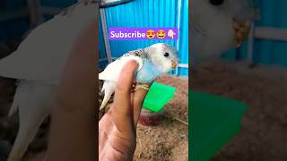 Love bird transition from chick to adult🤩😍👆🏾 subscribe please 🤩 #comedy #dhanushfansclub #budgies