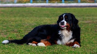 Bernese Mountain Dog and Allergies Identifying and Managing