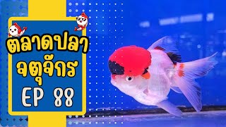 ทัวร์ตลาดปลาจตุจักร โซนลานเร่ EP 88 วันที่ 13 มี.ค. 67