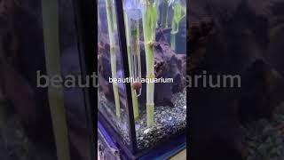 Beautiful baby fish aquarium