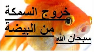 سبحان الله خروج السمكة من البيضة