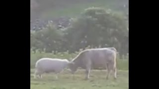 Sheep Vs Cow