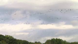 Canada Geese