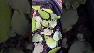 In the garden: Succulent Cuttings