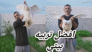 في عز غلاء الاعلاف افضل تربيه بيتي بالبرسيم والعيش والرده