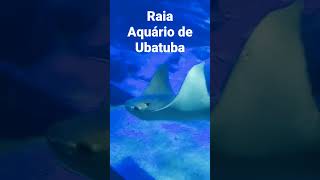 Aquário de Ubatuba: RAIA