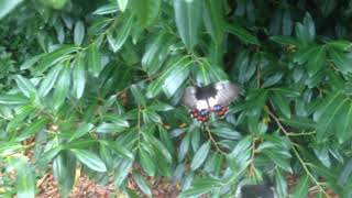 Swallowtail Butterfly mating dance (Victoria Australia).