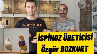 En nadir bulunan İspinoz türleri.Beyaz golden finch , Java seçersi,Star finch en özel ispinozlar.