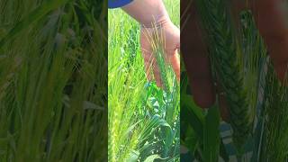 🌾farming #tractor #tractorvideo #shorts #short #viral #trending #youtubeshorts