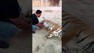 TIGER BABY 🍼❤️ SO CUTE 🐯🍼 #tiger #lion #nature #love #jungle #tigerbaby